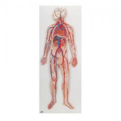인체 순환계 시스템 Circulatory System