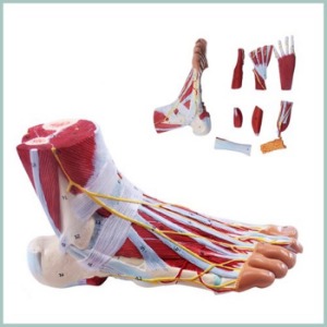 인체 발근육 모형(9pcs)R