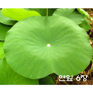 식물의미세구조-(연잎,도꼬마리씨앗)