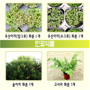민꽃식물-우산이끼,솔이끼,고사리