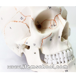 인체두개골모형(일반형)