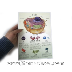 학생용아름다운세포그림(동물세포,식물세포)(코팅)