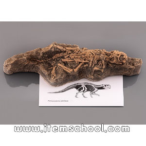 아기공룡화석(Psittacosaurus,전시용화석)