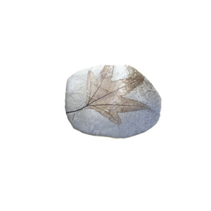 나뭇잎/단풍잎화석모형[초등4-1]
