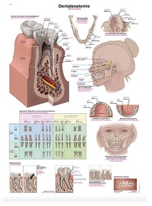 치과 해부학 차트(AL162)