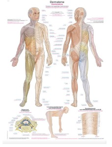 피부분절 차트(AL161)