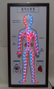 혈액순환계모형(LED형)