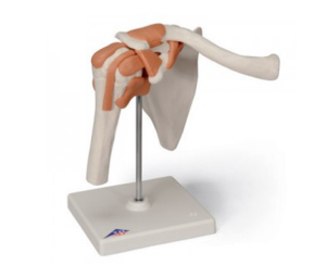 어깨 관절 (견관절) 모형 Functional Shoulder Joint A80 [1000159]