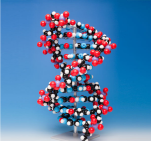 DNA분자모형모델