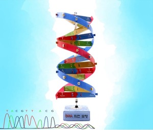 DNA  회전모형만들기