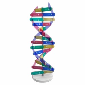 DNA 입체 모형만들기(1인용)