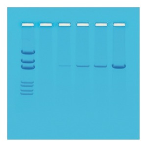 PCR의 효과 학습(심화)