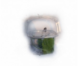 배추흰나비 애벌레 4마리 세트 - 3월말