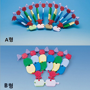 RNA 모델세트(단백질합성키트, 보급형)