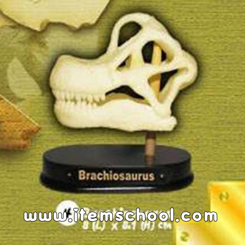 공룡두개골발굴 - 브라키오사우루스(소)