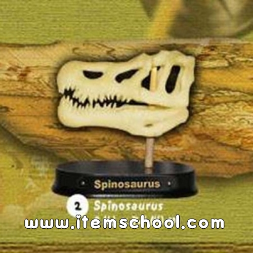 공룡두개골발굴 - 스피노사우루스(소)