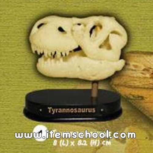 공룡두개골발굴 - 티라노사우루스(소)