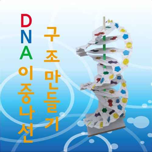 DNA이중나선 구조만들기(35인용)