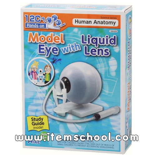 눈의구조세트 Model Eye with Liquid Lens