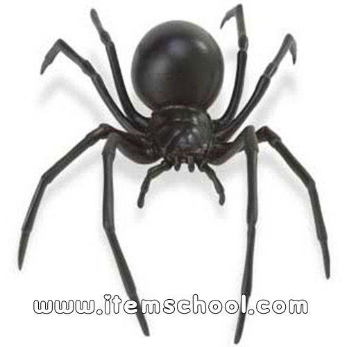검은거미 Black Widow Spider