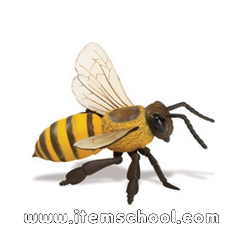 꿀벌 Honeybee