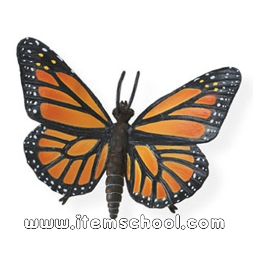 모나크나비 Monarch Butterfly