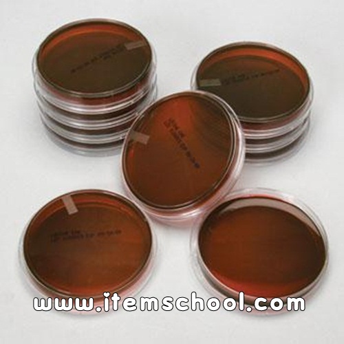세균배양배지-특수세균용(대장균/황색포도상구균/살모넬라or이질균 선택)