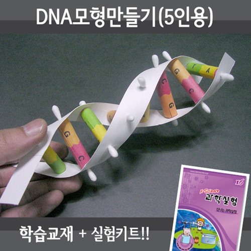 DNA모형만들기(5인용)