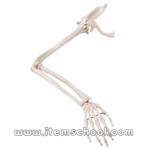 견갑골 및 쇄골을 포함한 우측 팔 모형 Arm Skeleton with scapula and clavicle, right A46 [1019377]