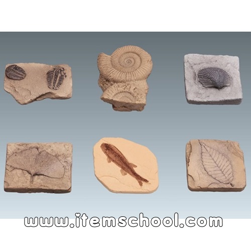 교과서화석모형(6종세트)