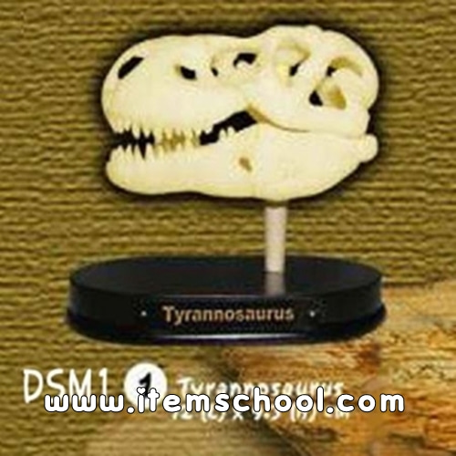 공룡두개골발굴 - 티라노사우루스(중)