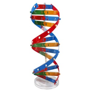 DNA 이중나선 모형만들기(1인용)