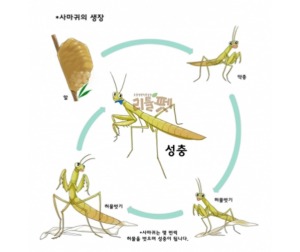 사마귀사육세트 (귀뚜라미,메뚜기목포함)