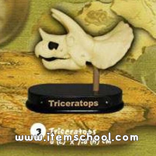 공룡두개골발굴 - 트리케라톱스(소)