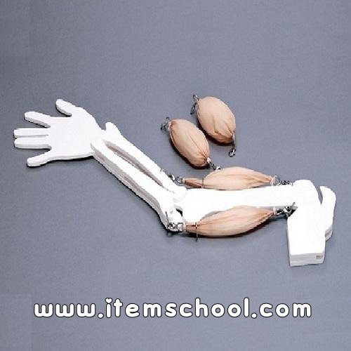 팔근육모형