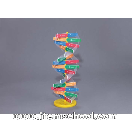 DNA이중나선입체구조조립키트(1인용)