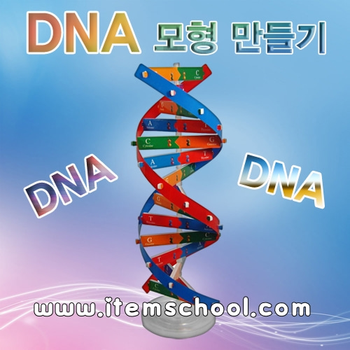 DNA모형만들기