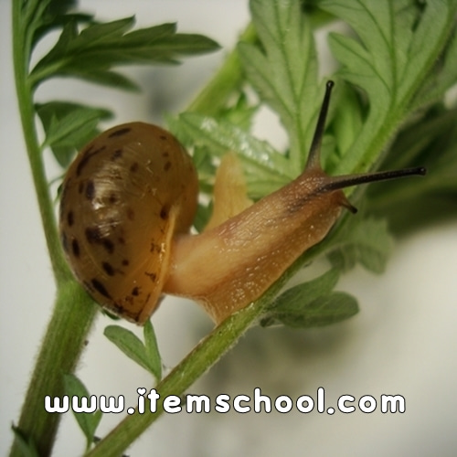 복족류-명주달팽이