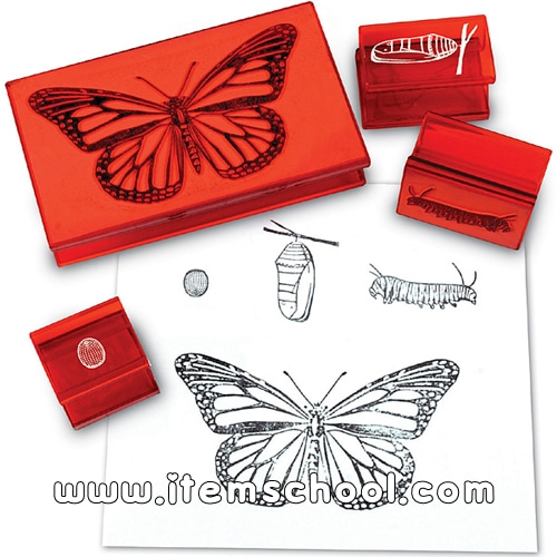 나비일생도장 Butterfly Life Cycle Stamp