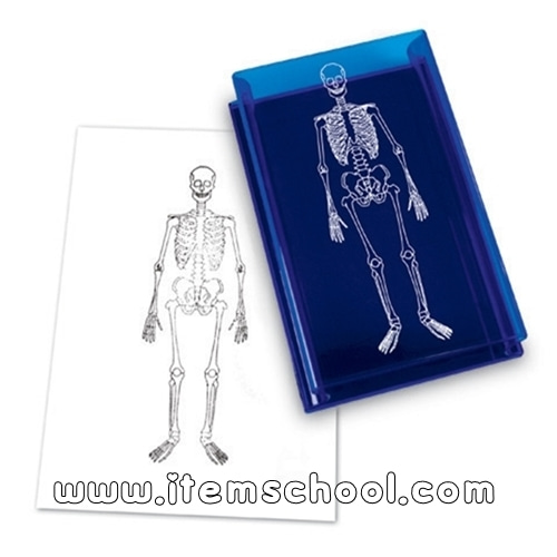 인체골격 도장 Human Skeleton Stamp