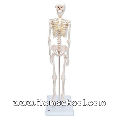 미니전신골격(스탠드 장착형) Mini Skeleton - Shorty - mounted on a base A18 [1000039] [인체골격모형]